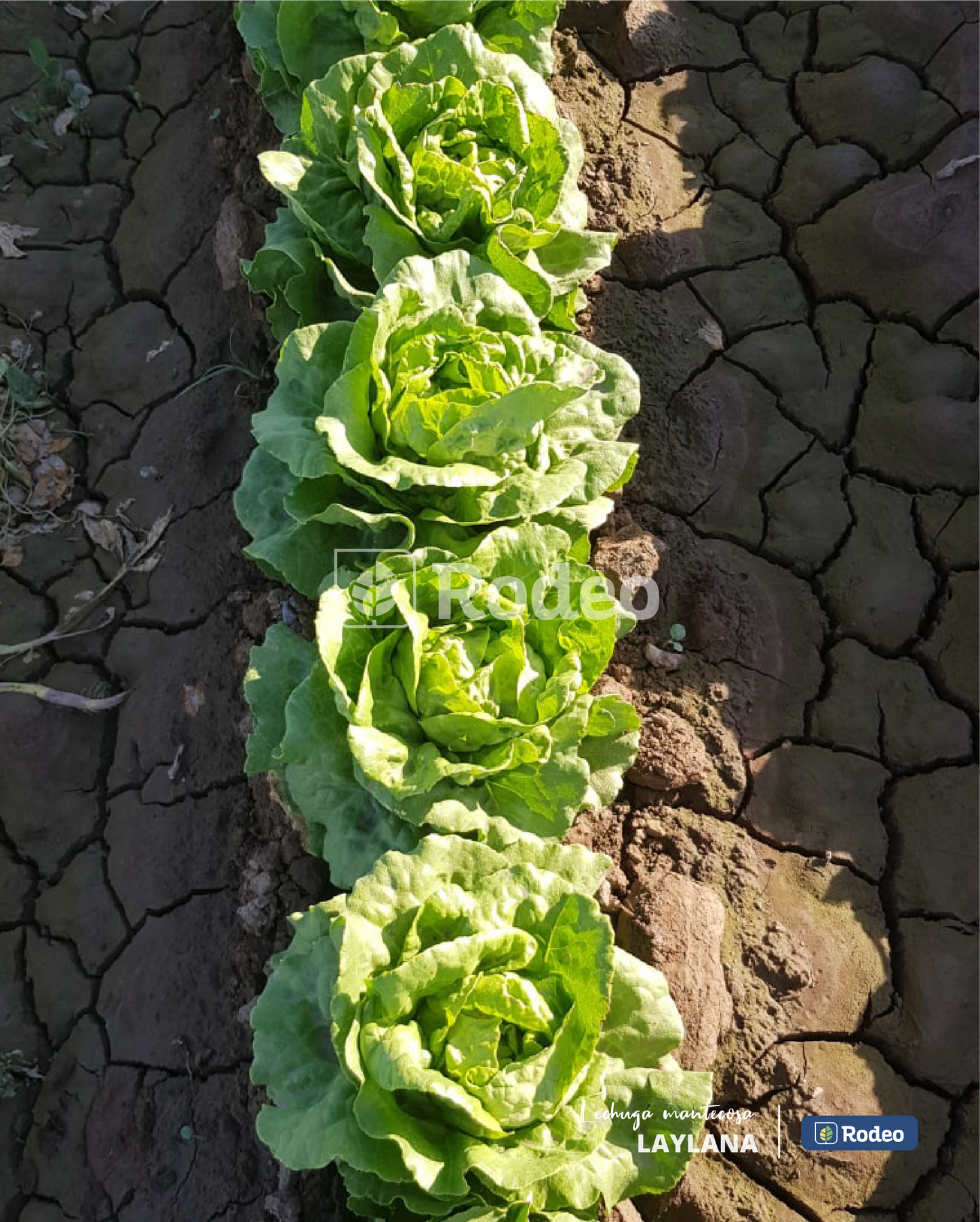Semillas De Lechuga mantecosa Laylana (caja x50u x50g ) Rodeo Semillas