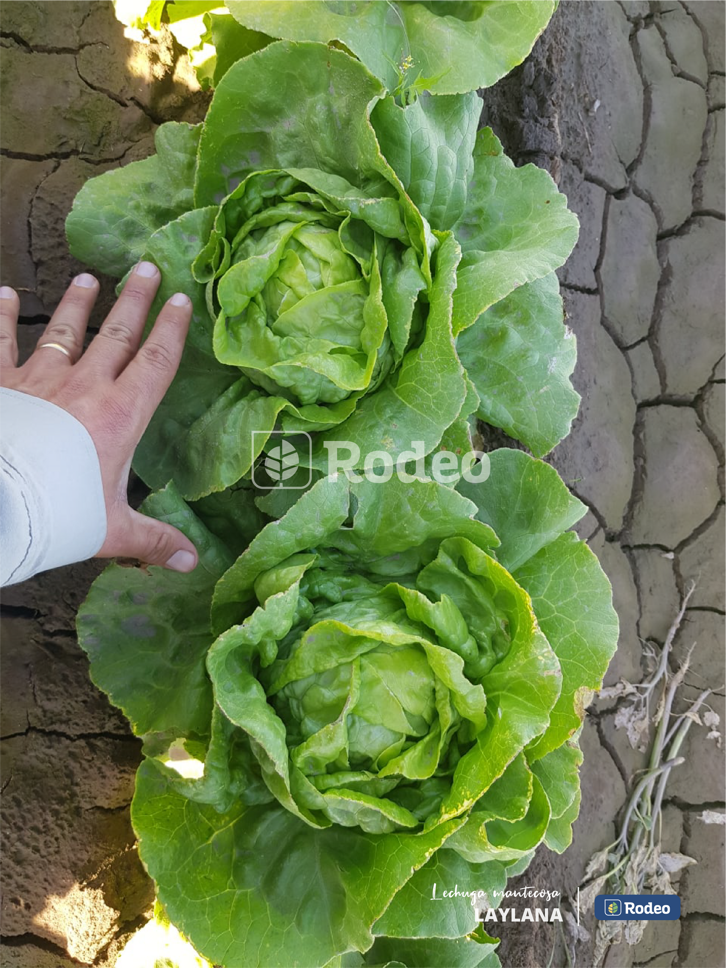 Semillas De Lechuga mantecosa Laylana (caja x50u x50g ) Rodeo Semillas