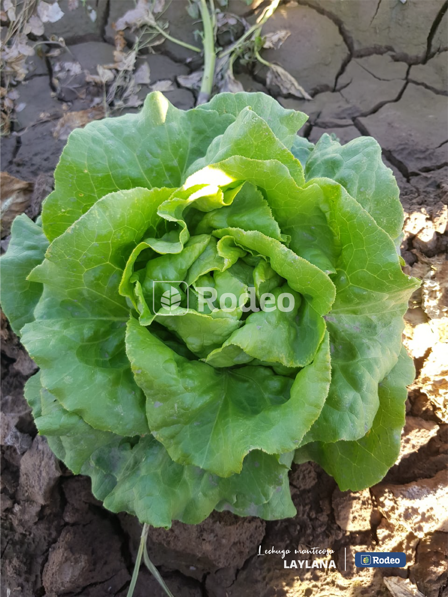 Semillas De Lechuga mantecosa Laylana (caja x50u x50g ) Rodeo Semillas