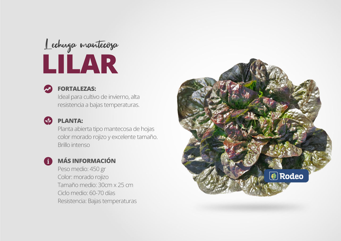 Semillas De Lechuga Mantecosa Morada Lilar x 50 g Rodeo Semillas