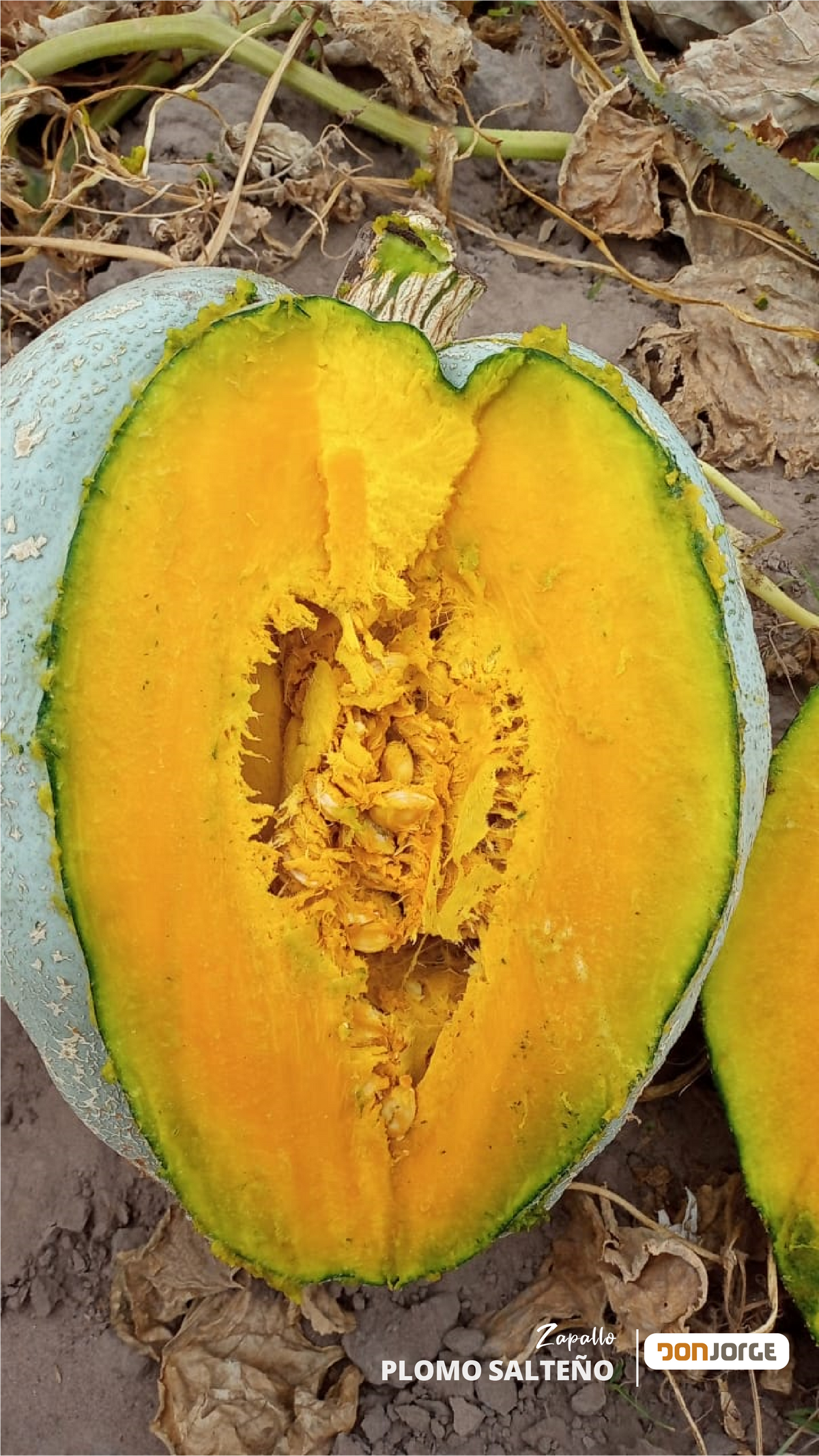 Semillas De Zapallo Gris Plomo Salteño X 1 Kg Don Jorge