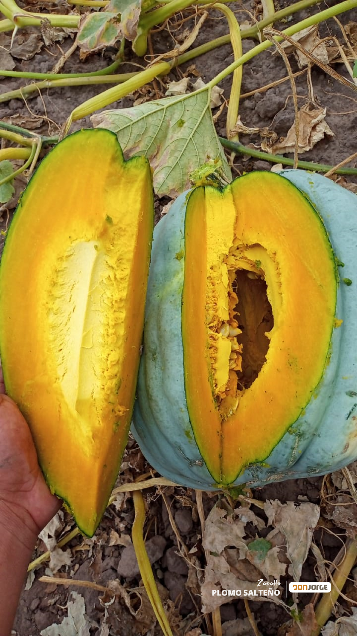 Semillas De Zapallo Gris Plomo Salteño X 1 Kg Don Jorge