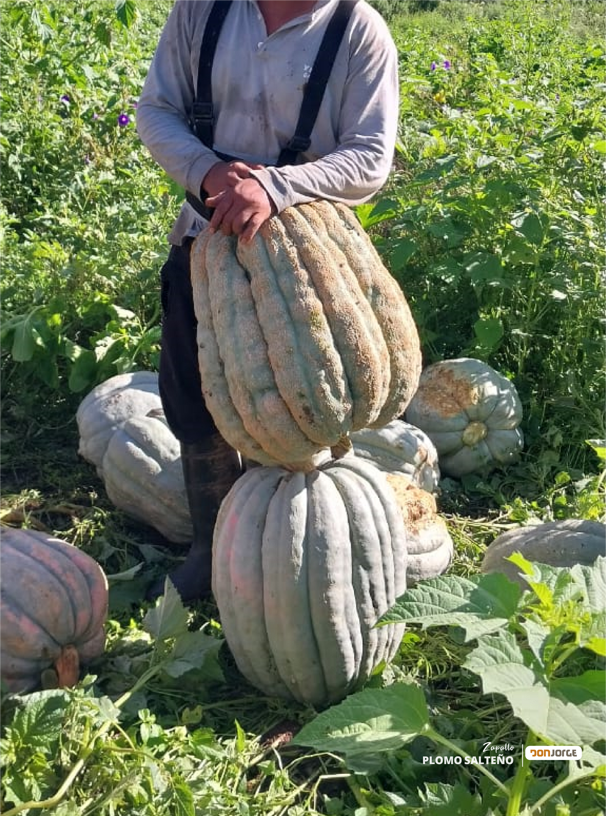 Semillas De Zapallo Gris Plomo Salteño X 1 Kg Don Jorge