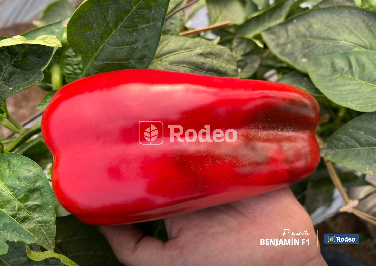 Semillas De Pimiento Lamuyo Benjamín x1000 sem Rodeo Semillas