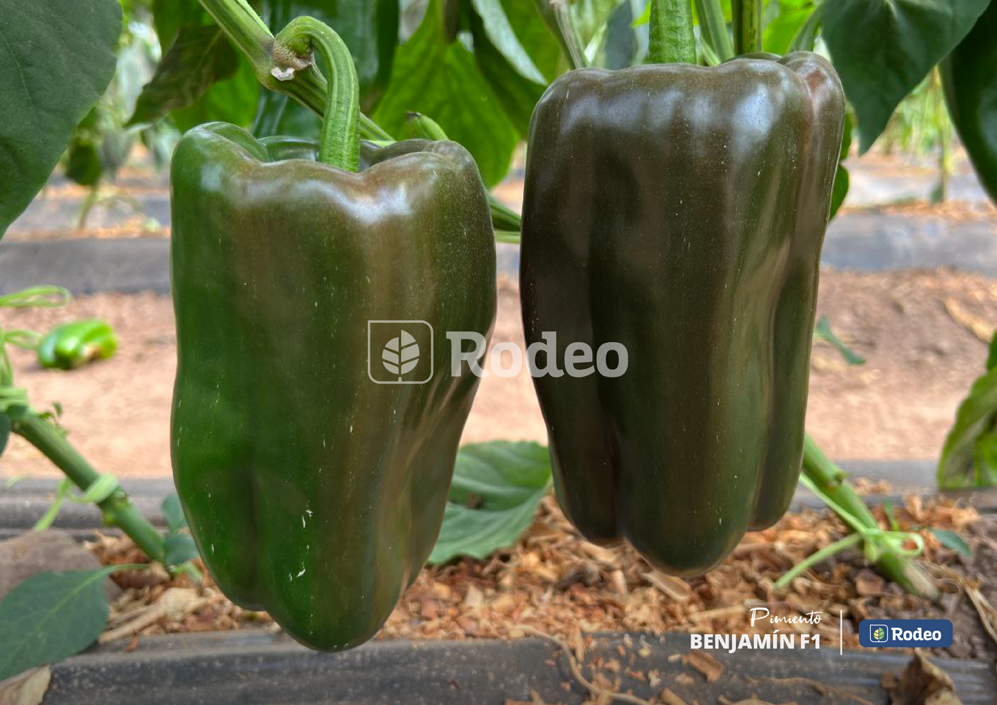 Semillas De Pimiento Lamuyo Benjamín x1000 sem Rodeo Semillas