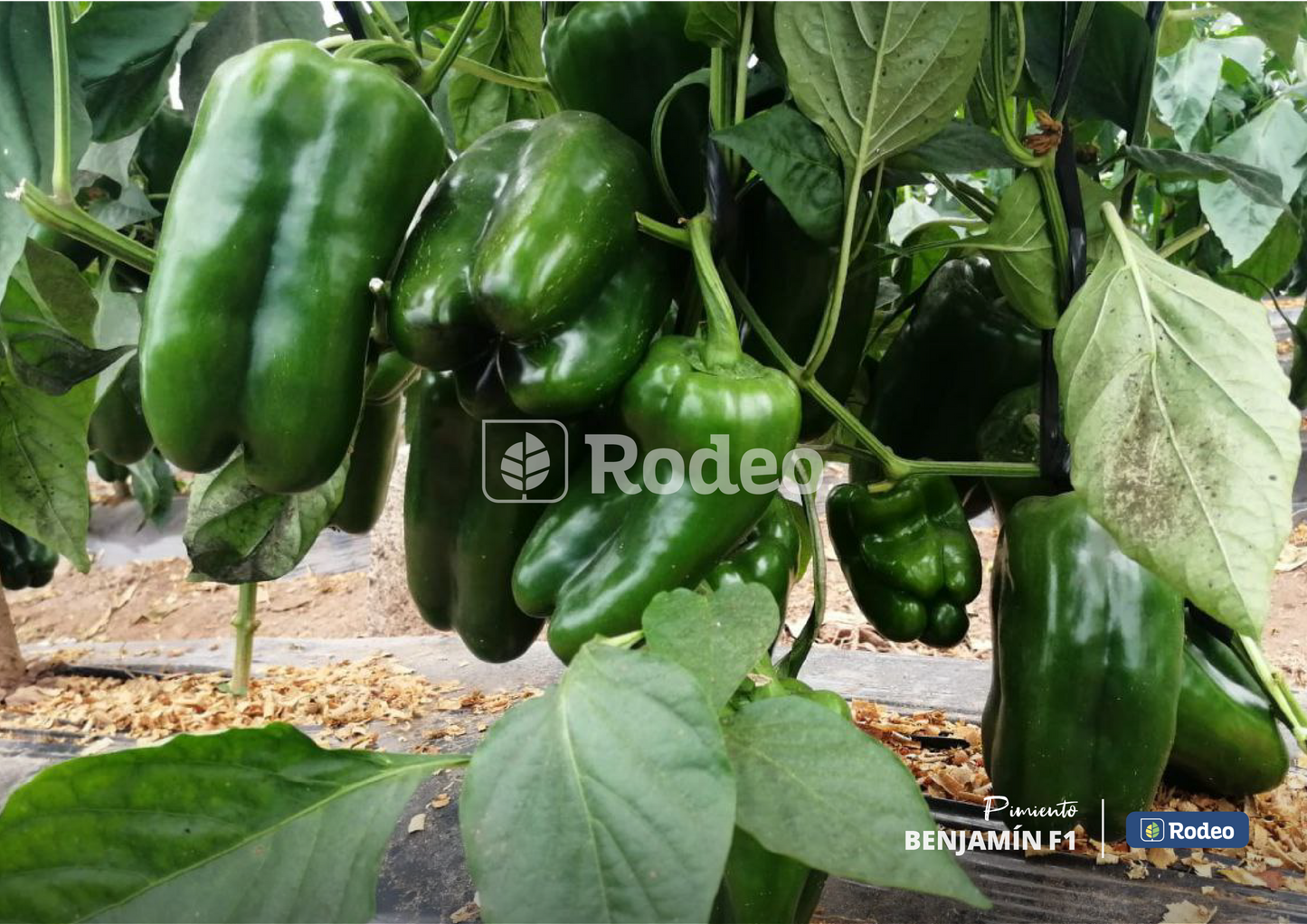 Semillas De Pimiento Lamuyo Benjamín x1000 sem Rodeo Semillas