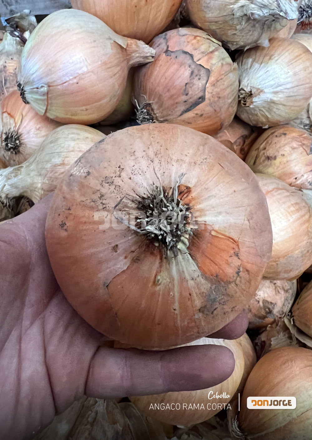 Semillas De Cebolla Angaco Ciclo Corto x 6kg Don Jorge