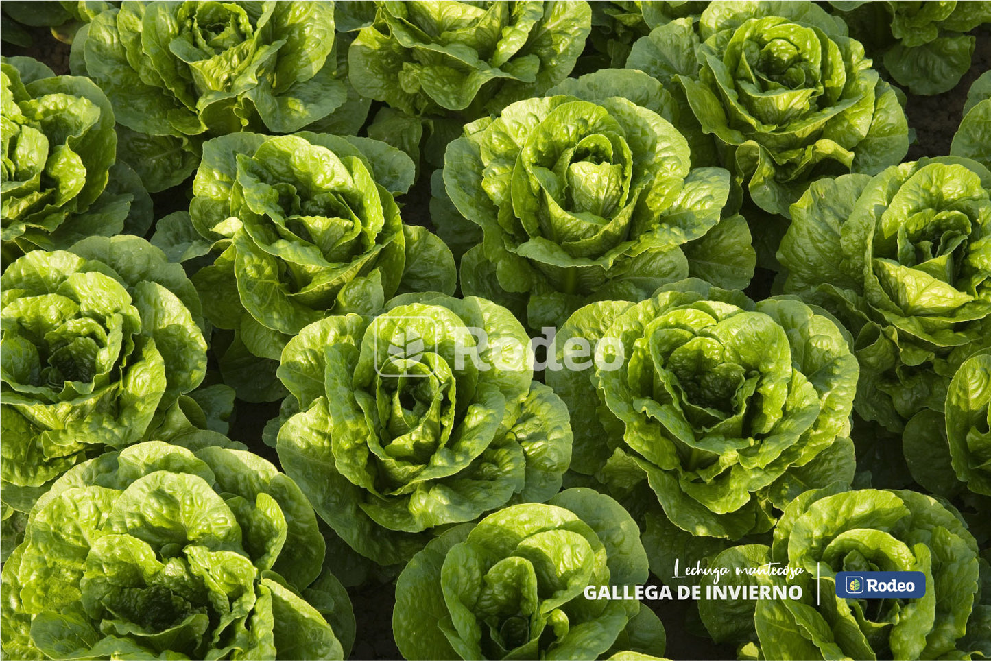 Semillas De Lechuga Mant.gallega De Inv. Rodeosemillas X500g