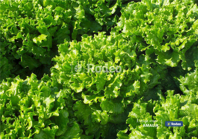Semillas De Lechuga Crespa Amalia X 50g Rodeo Semillas