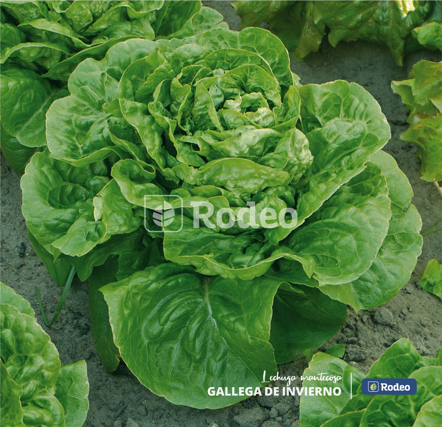 Semillas De Lechuga Mant.gallega De Inv. Rodeosemillas X500g
