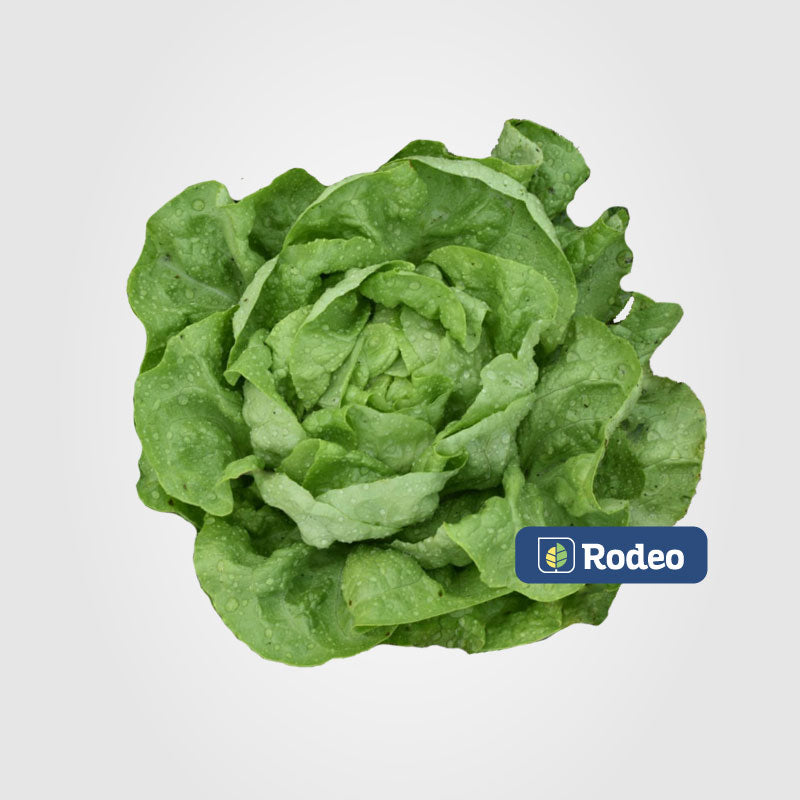 Semillas De Lechuga Mantecosa Darcy X 50g Rodeo Semillas