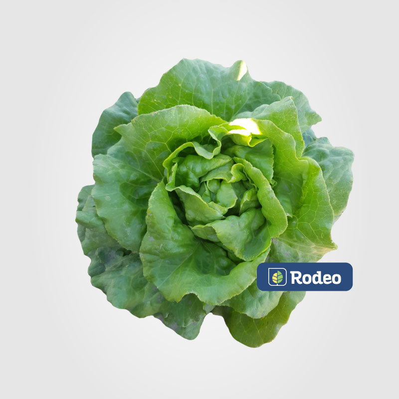 Semillas De Lechuga mantecosa Laylana (caja x50u x50g ) Rodeo Semillas