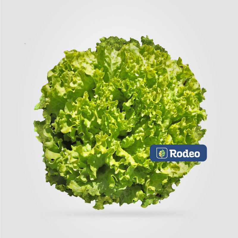 Semillas De Lechuga Crespa Amalia X 50g Rodeo Semillas