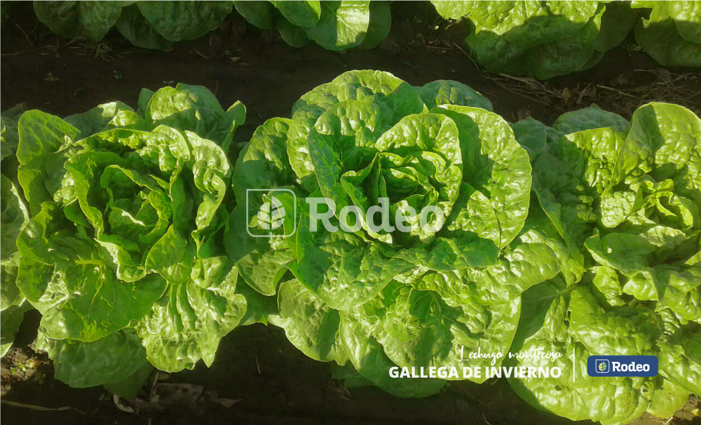Semillas De Lechuga Mantecosa Gallega De Inv. X 100g Rodeo