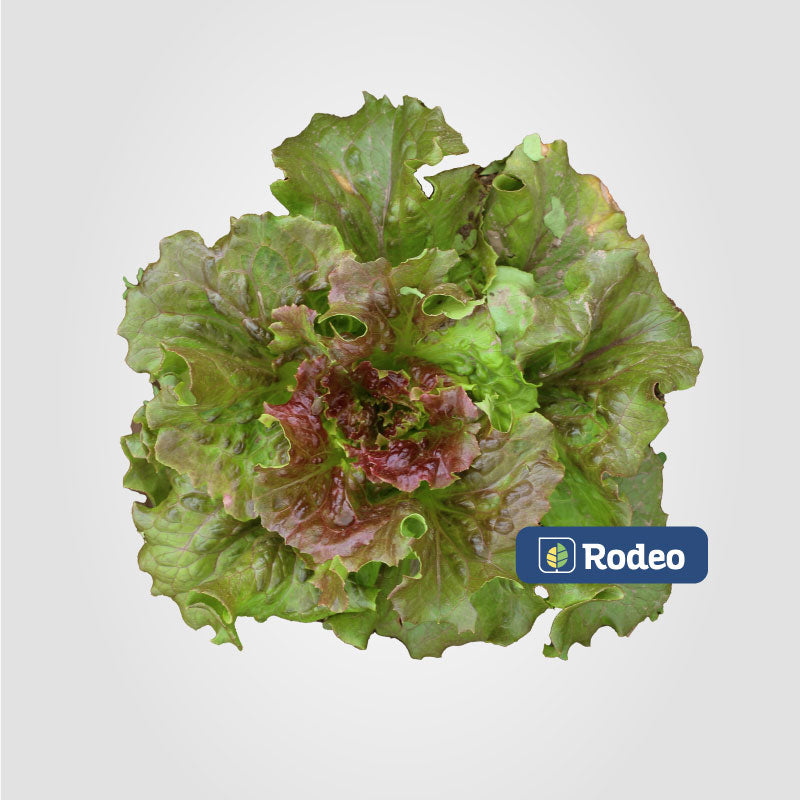 Semillas De Lechuga Mantecosa Rossia Prim/Verano x 500 g Rodeo Semillas