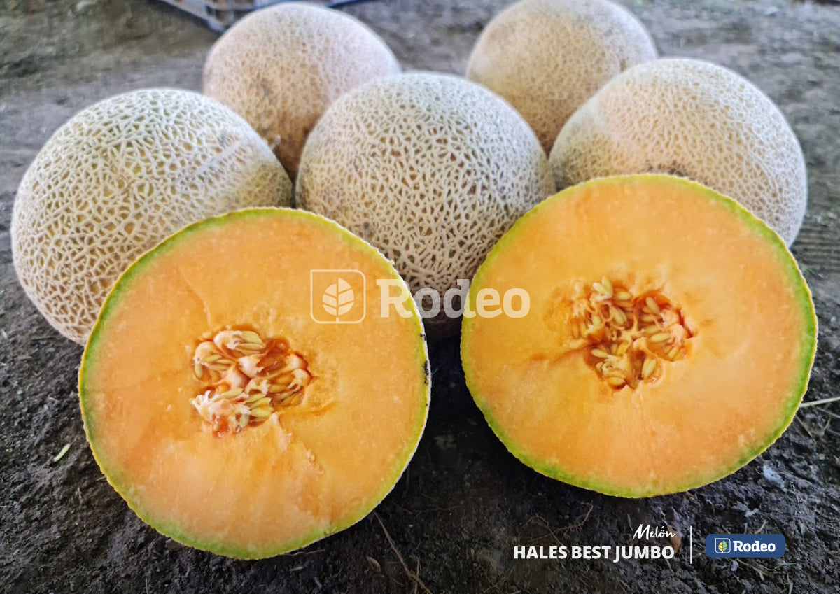 Semillas De Melón Hales Best Jumbo (escrito) X 1 Lb Rodeo Semillas