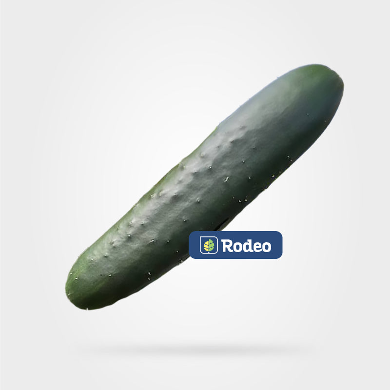 Semillas De Pepino Verde Zeleno F1 Indet. Rodeo Semillas