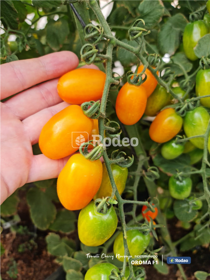Semillas De Tomate Cherry Oroma F1 x 1000 sem (naranja) Indet. Rodeo Semillas