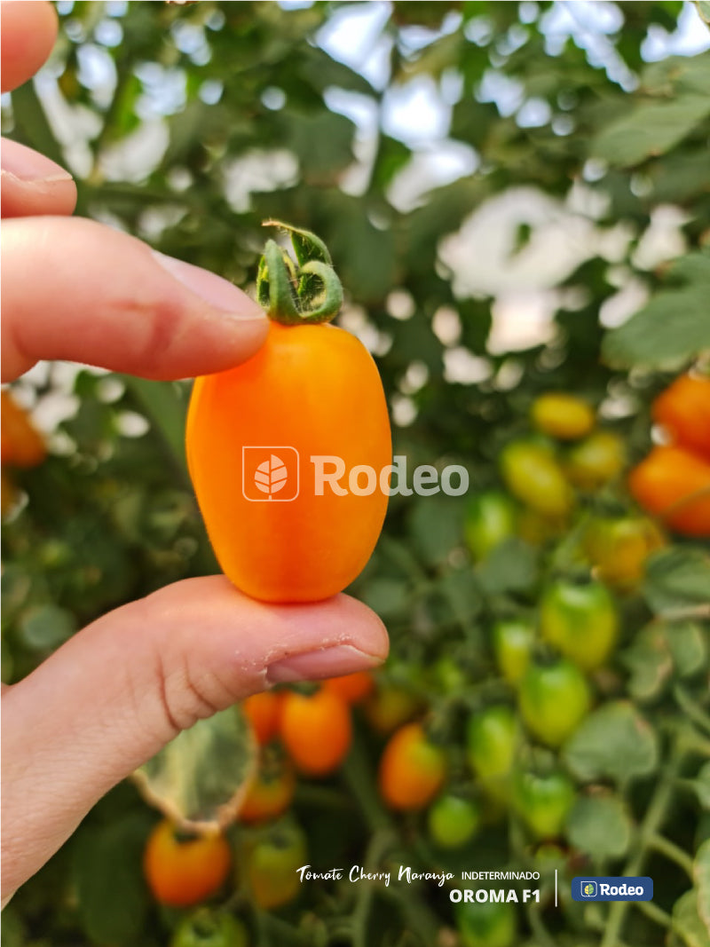 Semillas De Tomate Cherry Oroma F1 x 1000 sem (naranja) Indet. Rodeo Semillas