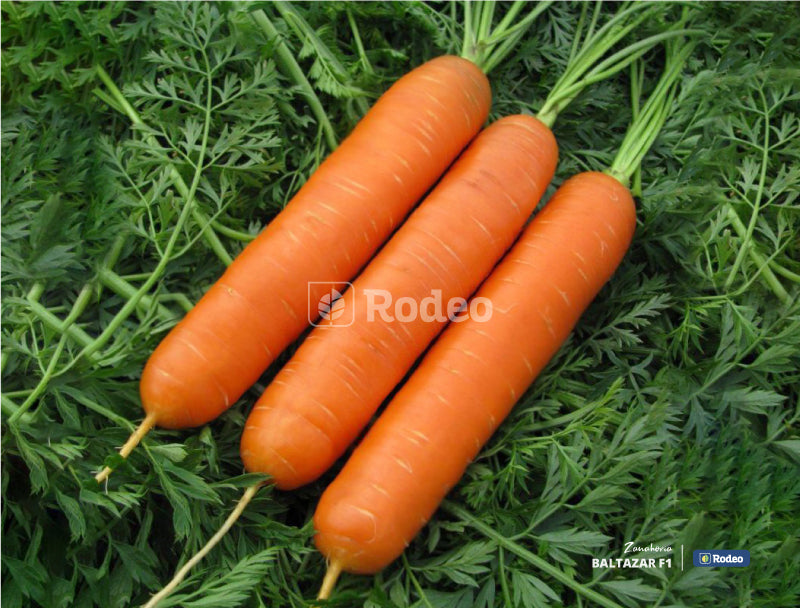 Semillas De Zanahoria Nantesa Baltazar F1 x 50.000 sem  Rodeo Semillas