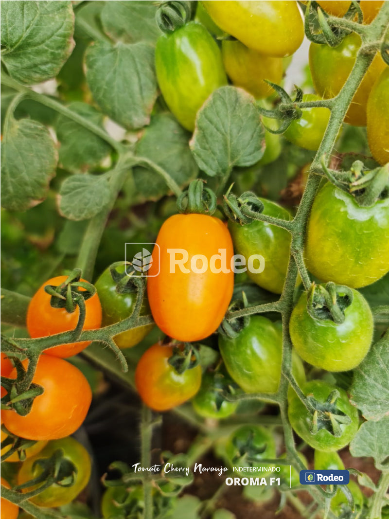 Semillas De Tomate Cherry Oroma F1 x 1000 sem (naranja) Indet. Rodeo Semillas