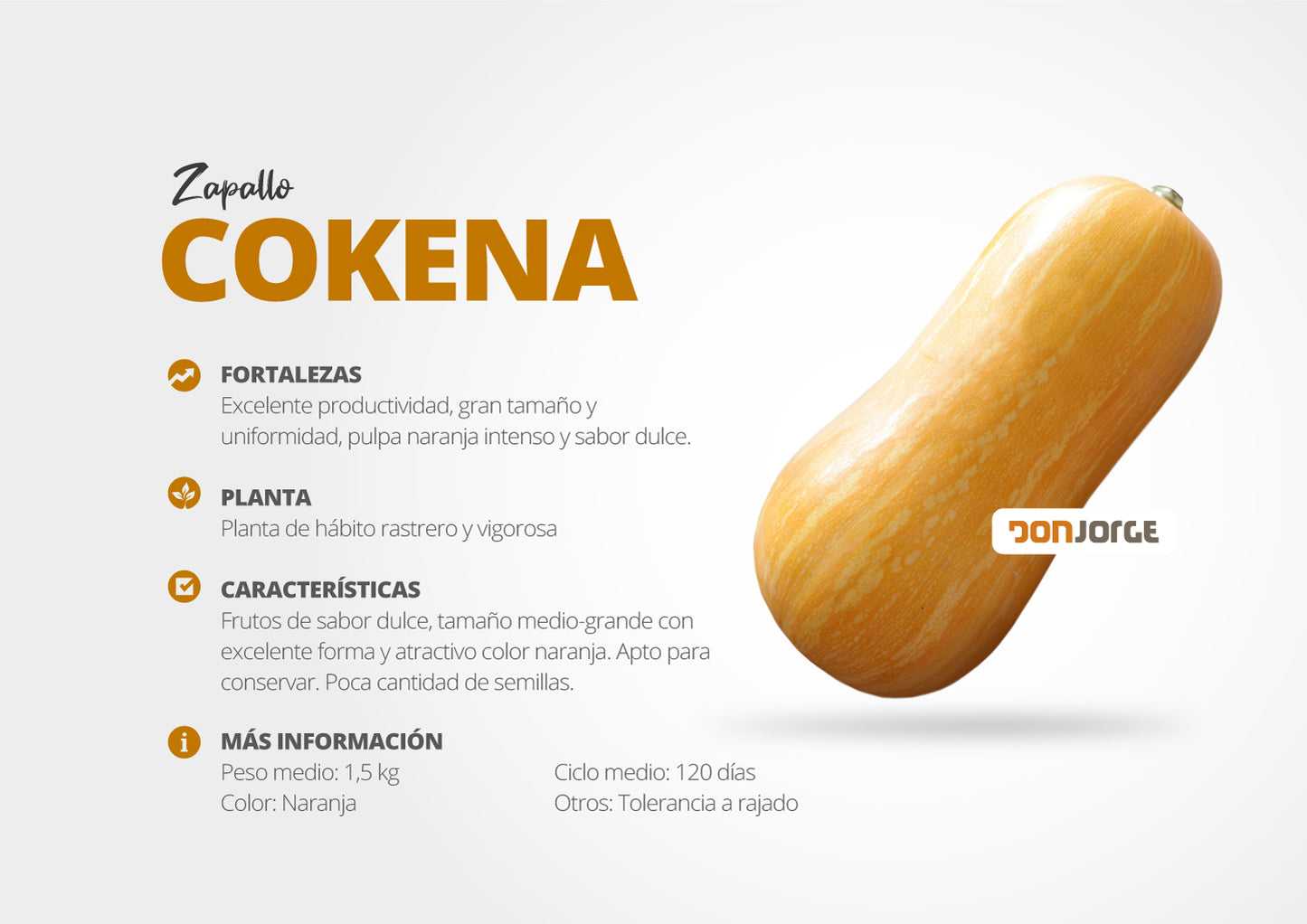 Semillas De Zapallo Cokena (anco Batata) X 1 Kg Don Jorge