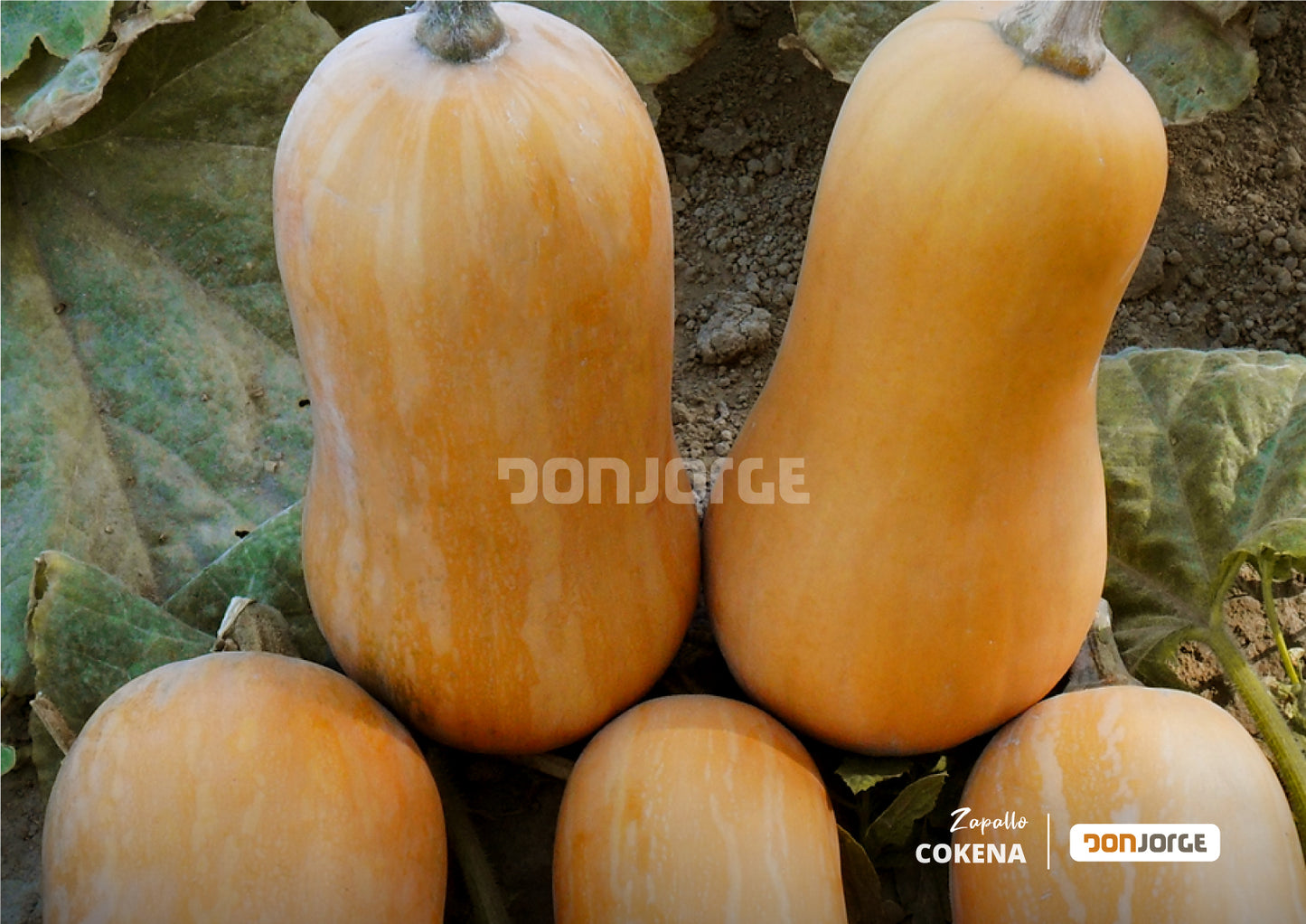 Semillas De Zapallo Cokena (anco Batata) X 1 Kg Don Jorge