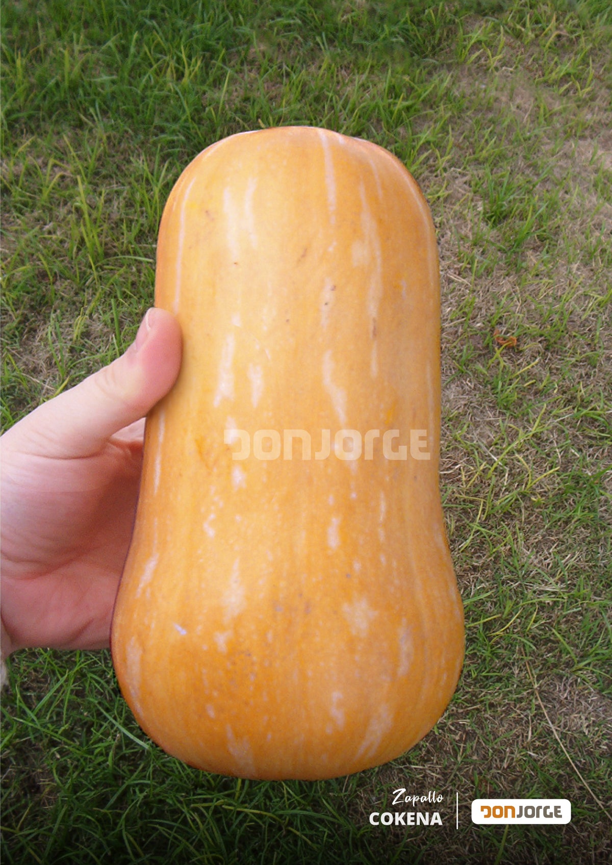 Semillas De Zapallo Cokena (anco Batata) X 1 Kg Don Jorge