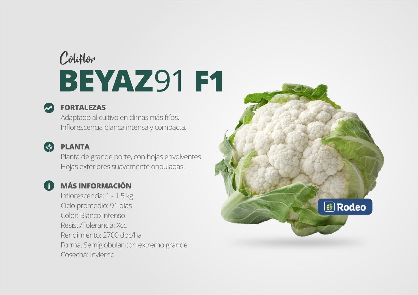 Semillas De Coliflor Beyaz 91 F1 X 1.000 Sem Rodeo Semillas