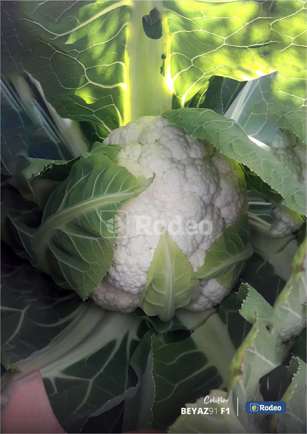 Semillas De Coliflor Beyaz 91 F1 X 1.000 Sem Rodeo Semillas