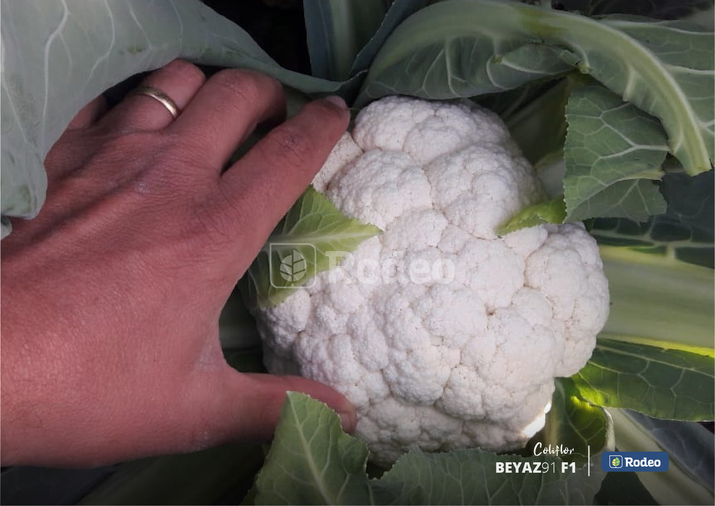 Semillas De Coliflor Beyaz 91 F1 X 1.000 Sem Rodeo Semillas