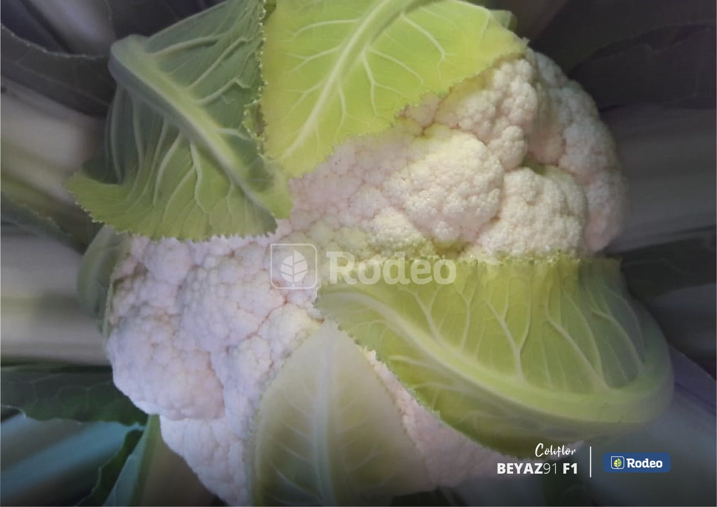 Semillas De Coliflor Beyaz 91 F1 X 1.000 Sem Rodeo Semillas