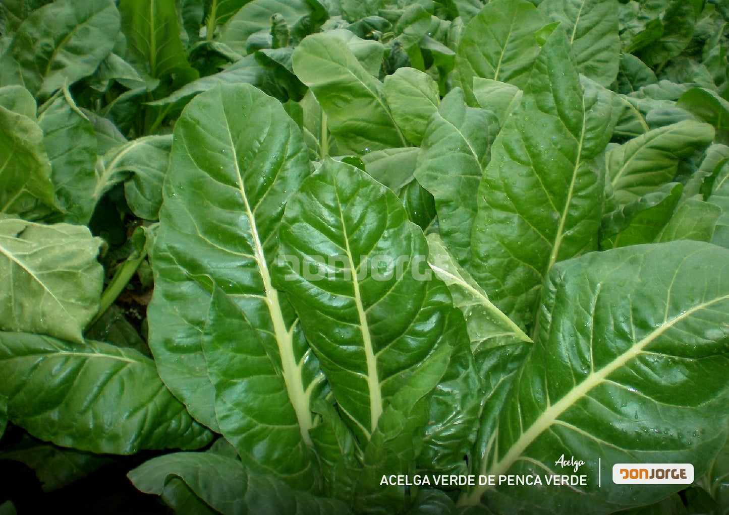 Semilla De Acelga Penca Verde X 30kg Don Jorge