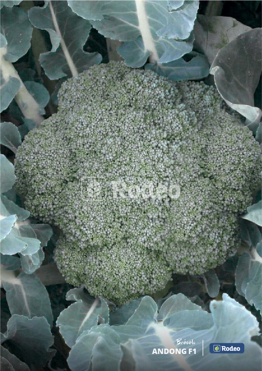 Semillas De Brócoli Andong F1 X 1.000 Sem Rodeo Semillas