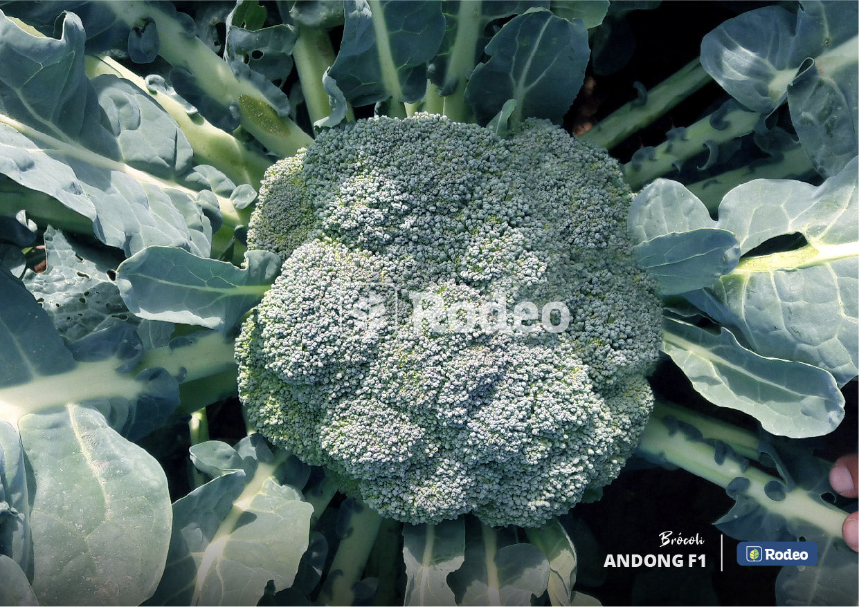 Semillas De Brócoli Andong F1 X 1.000 Sem Rodeo Semillas