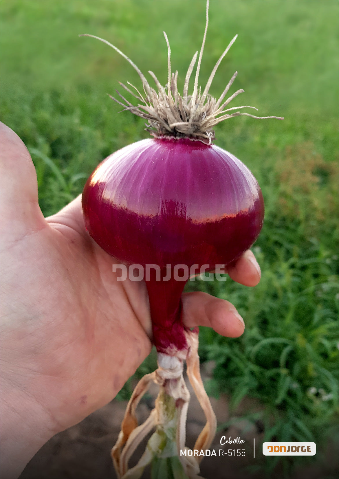 Semillas De Cebolla Morada R5155 X 6kg Don Jorge