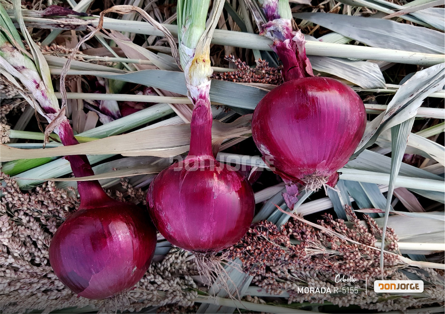 Semillas De Cebolla Morada R5155 X 6kg (cal2.5) Don Jorge