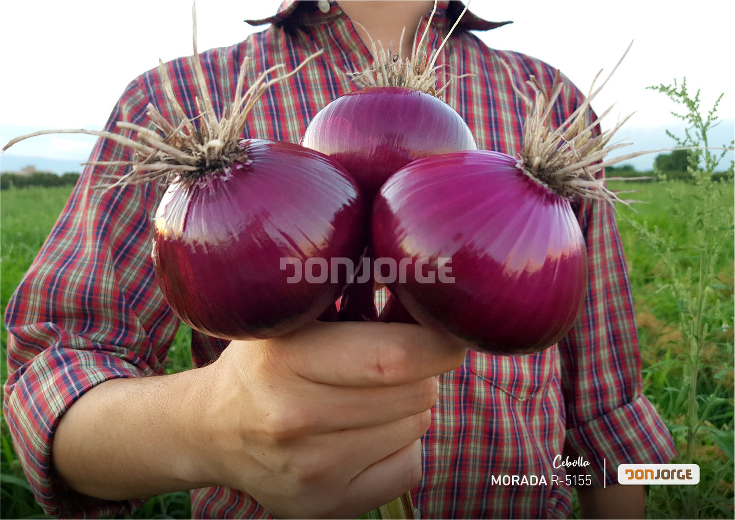 Semillas De Cebolla Morada R5155 X 6kg Don Jorge