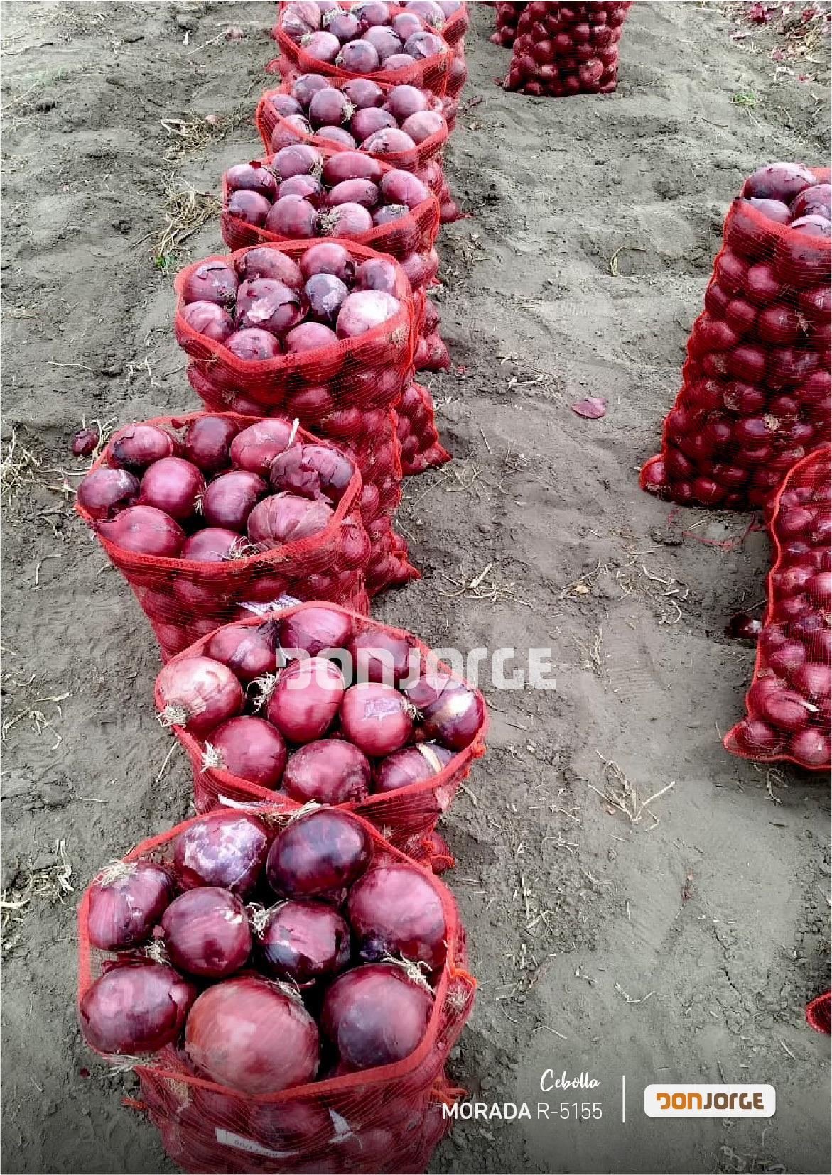 Semillas De Cebolla Morada R5155 X 6kg (cal2.5) Don Jorge
