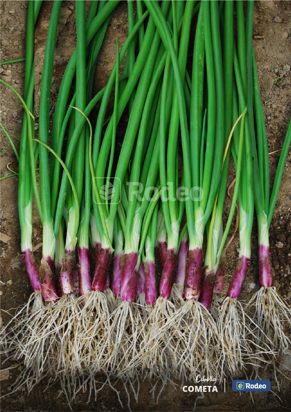 Semillas De Cebolla Verdeo Rojo Cometa 500g Rodeo Semillas