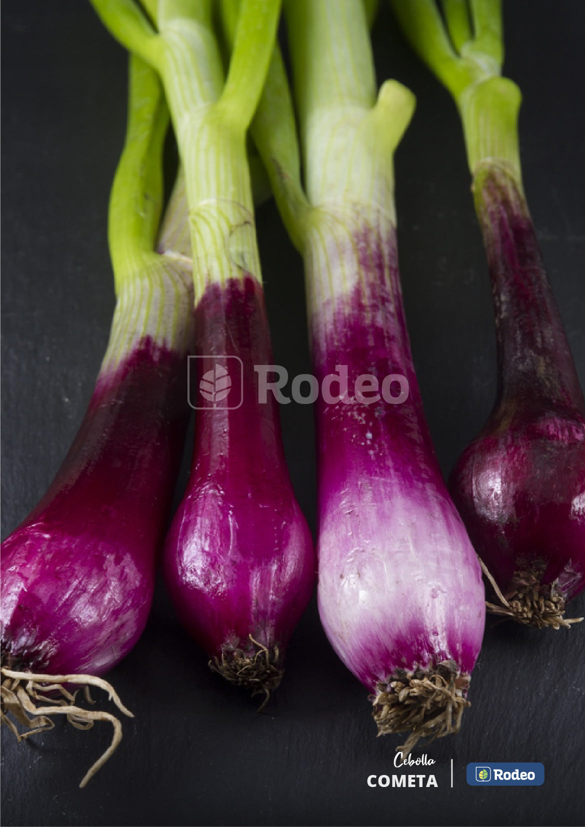 Semillas De Cebolla Verdeo Rojo Cometa 500g Rodeo Semillas
