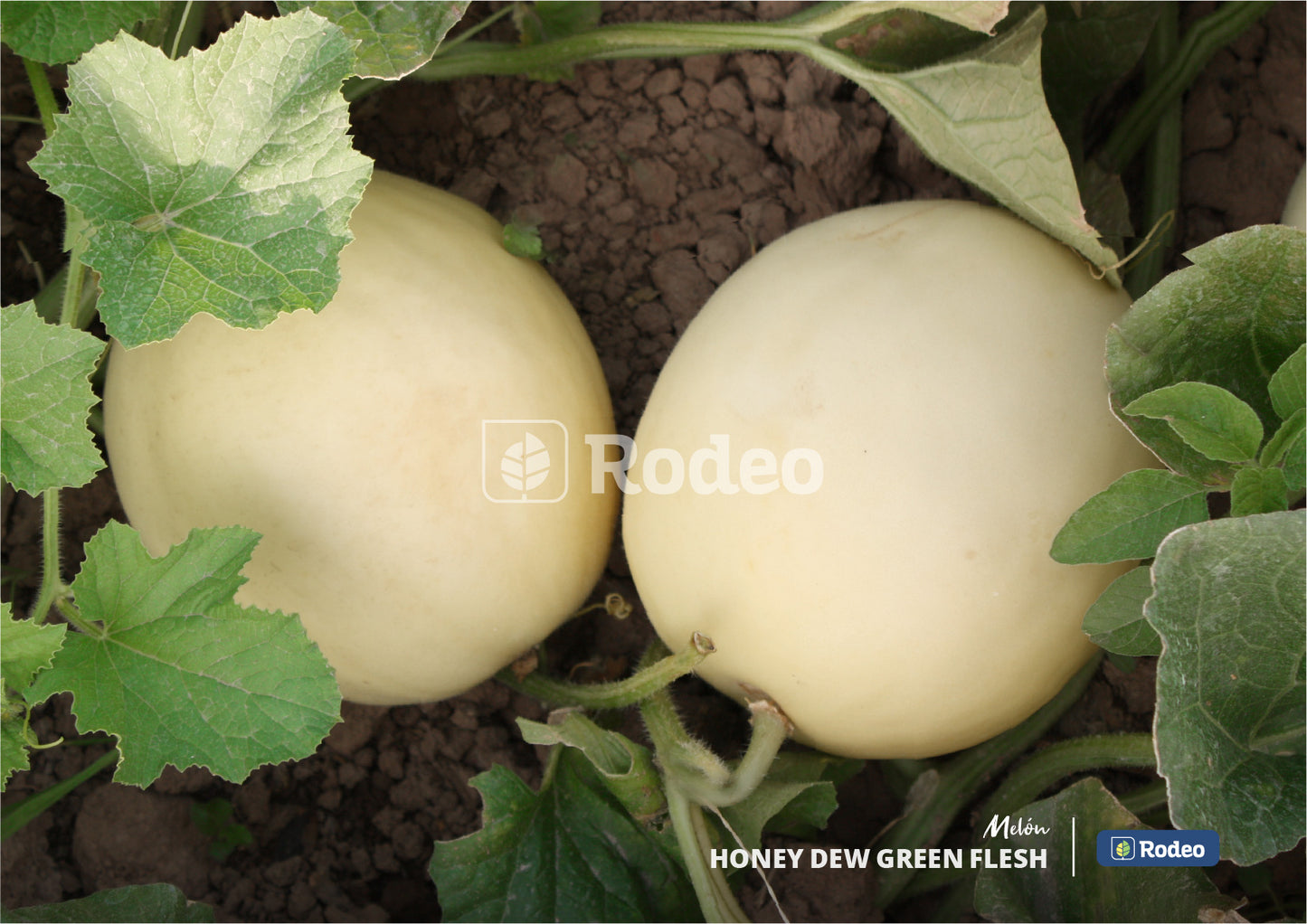 Semillas De Melón Honey Dew(pulpa Verde)x500g Rodeo Semillas