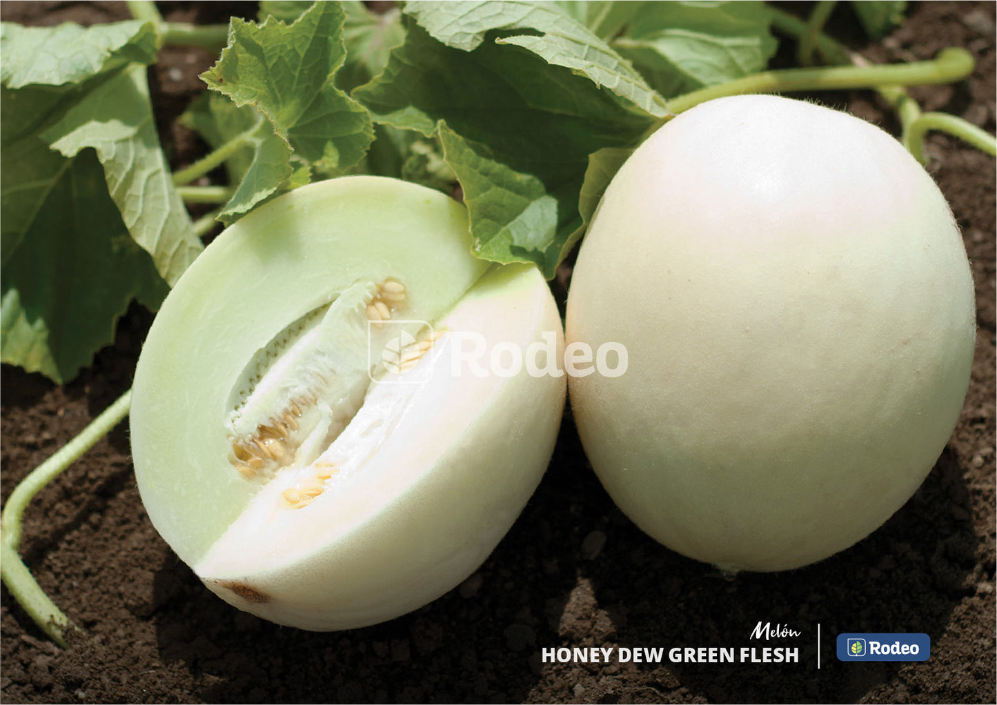 Semillas De Melón Honey Dew(pulpa Verde)x500g Rodeo Semillas