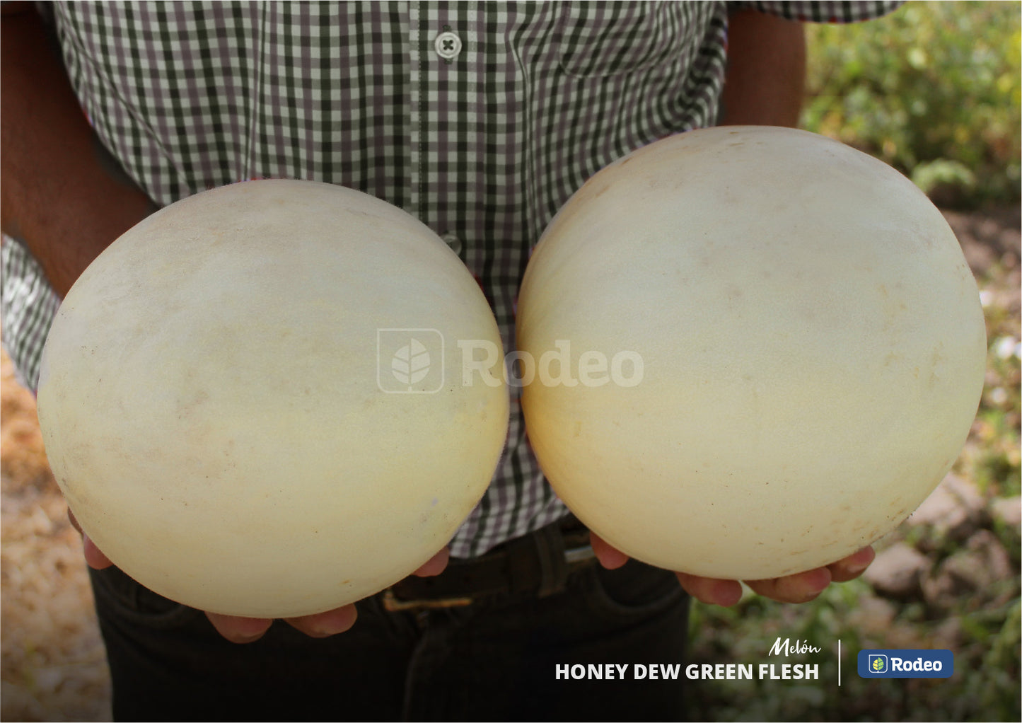 Semillas De Melón Honey Dew(pulpa Verde)x500g Rodeo Semillas