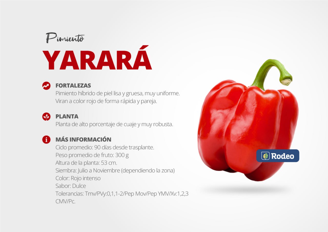 Semillas De Pimiento Blocky Yarará F1 Rodeo Semillas