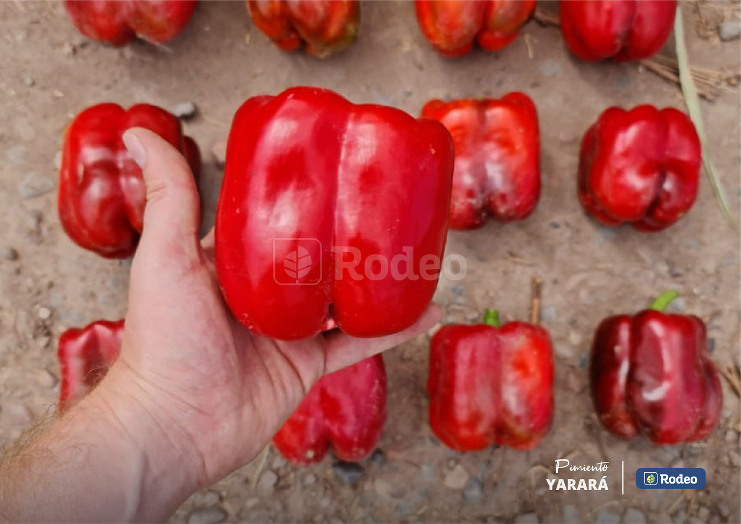 Semillas De Pimiento Blocky Yarará F1 Rodeo Semillas