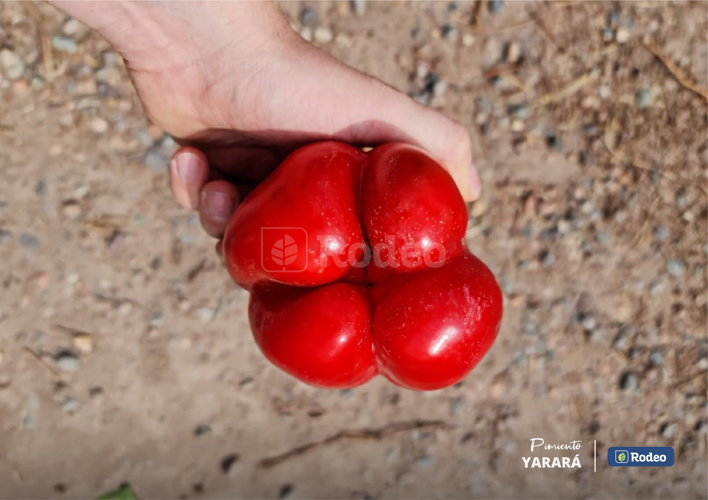 Semillas De Pimiento Blocky Yarará F1 Rodeo Semillas