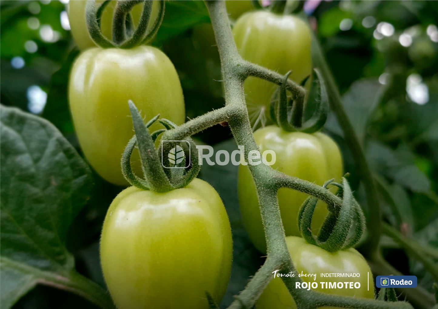 Semillas De Tomate Cherry Timoteo F1 Indet. x 1000 sem Rodeo Semillas