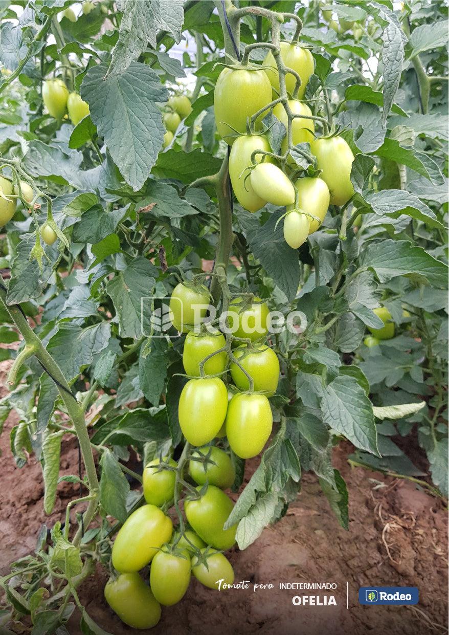 Semillas De Tomate Pera Ofelia F1 Ind.x1000sem Rodeosemillas