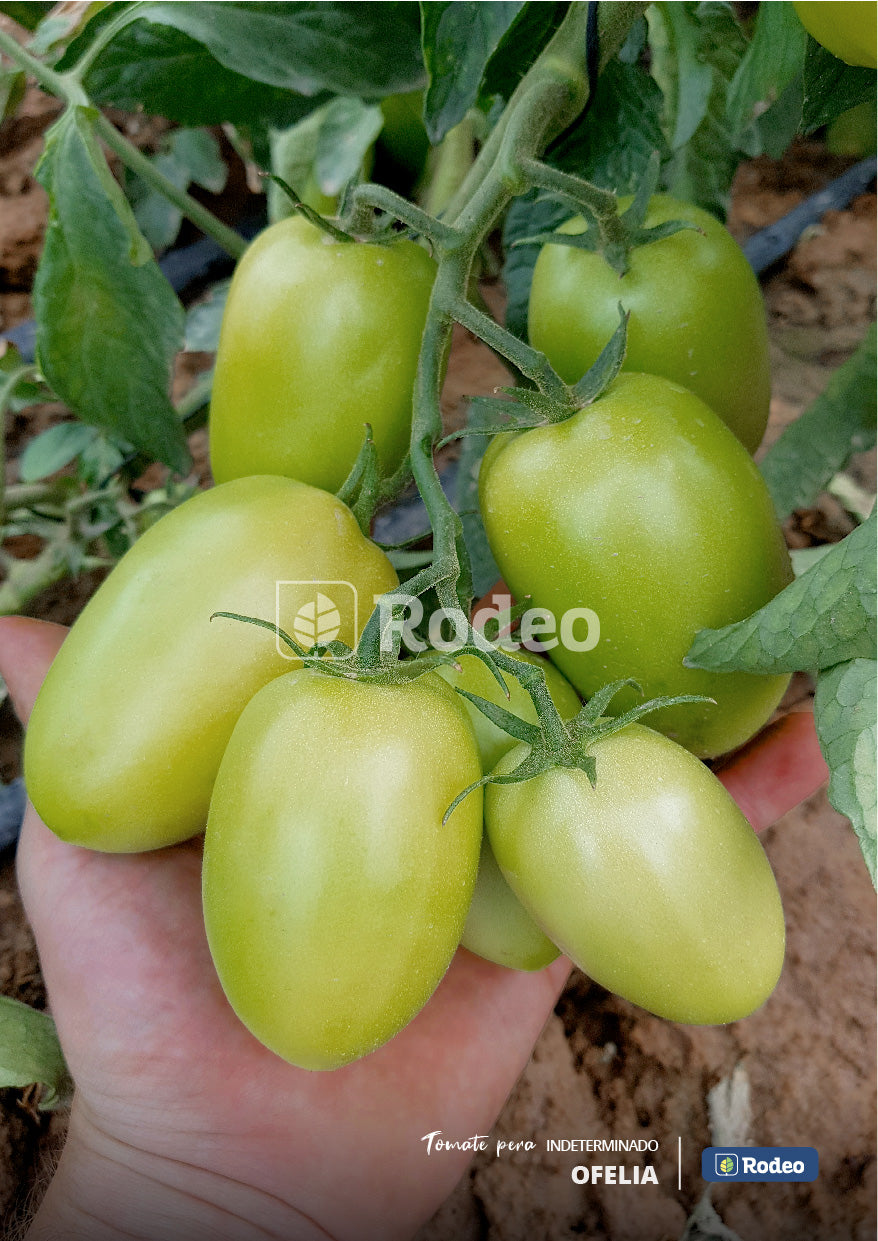 Semillas De Tomate Pera Ofelia F1 Ind.x1000sem Rodeosemillas